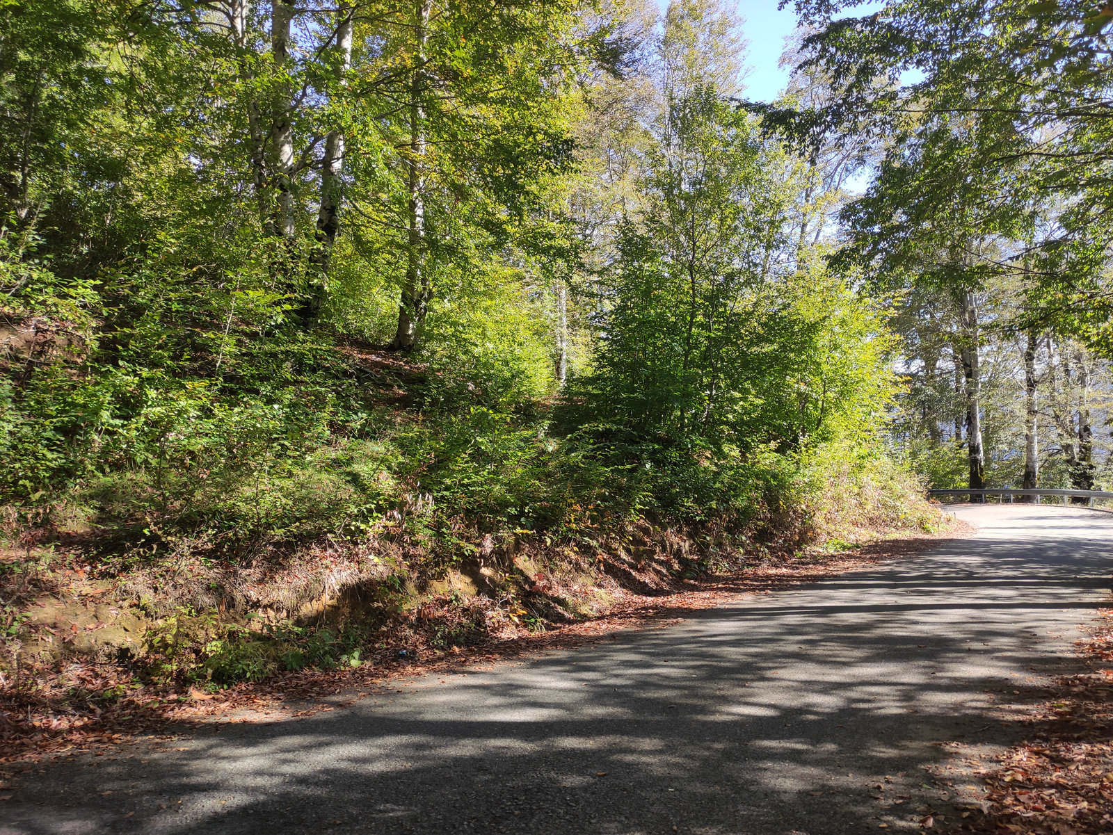 Yedimeşe Tabiat Parkı-2_result.jpg